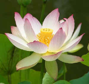 Photo of a lotus blossom, emblematic of serenity.